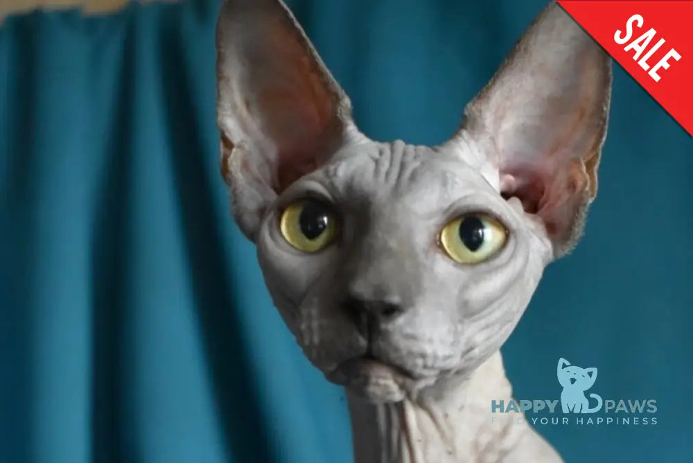 Drax Canadian Sphynx male blue live animals