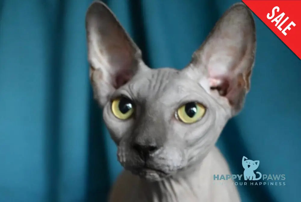 Drax Canadian Sphynx male blue live animals