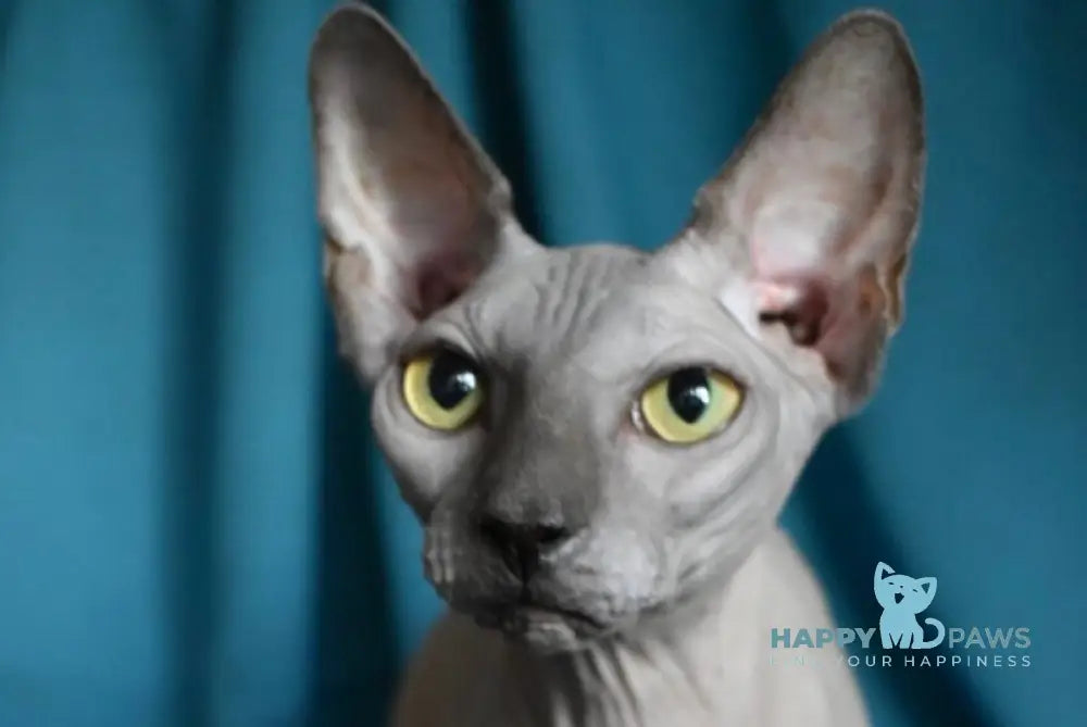 Drax Canadian Sphynx male blue live animals