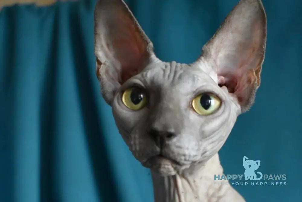 Drax Canadian Sphynx male blue live animals