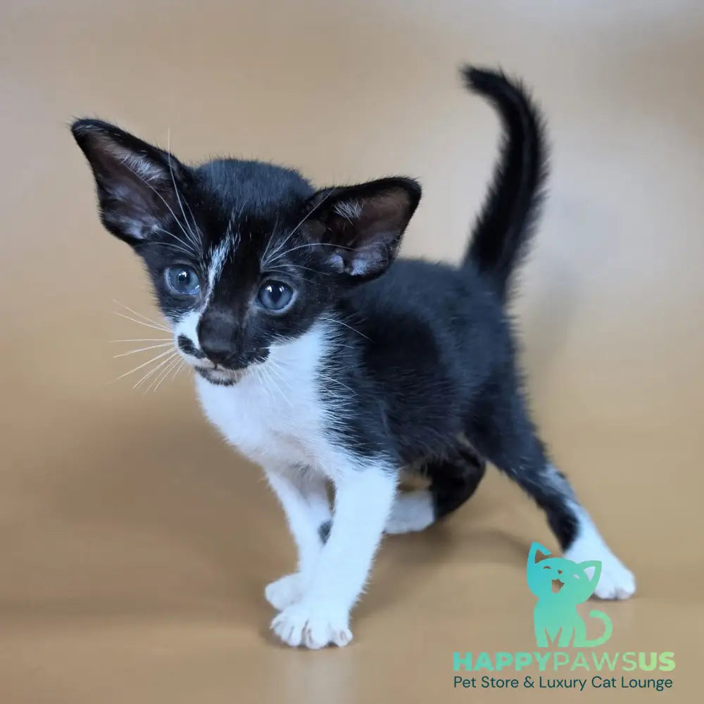 Dreamcake Oriental Shorthair female black bicolour - live animals