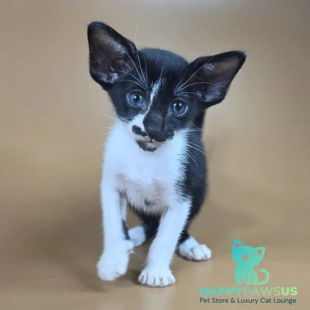 Dreamcake Oriental Shorthair female black bicolour - live animals