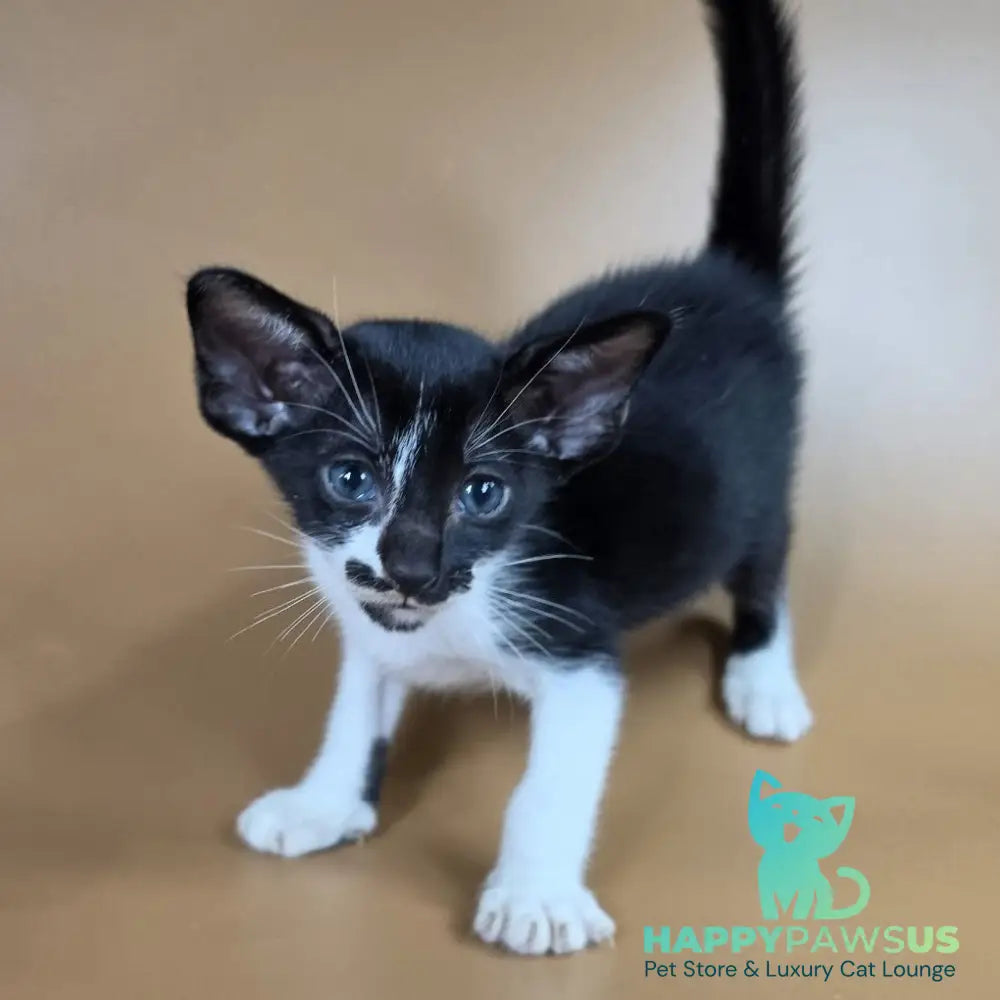 Dreamcake Oriental Shorthair female black bicolour - live animals
