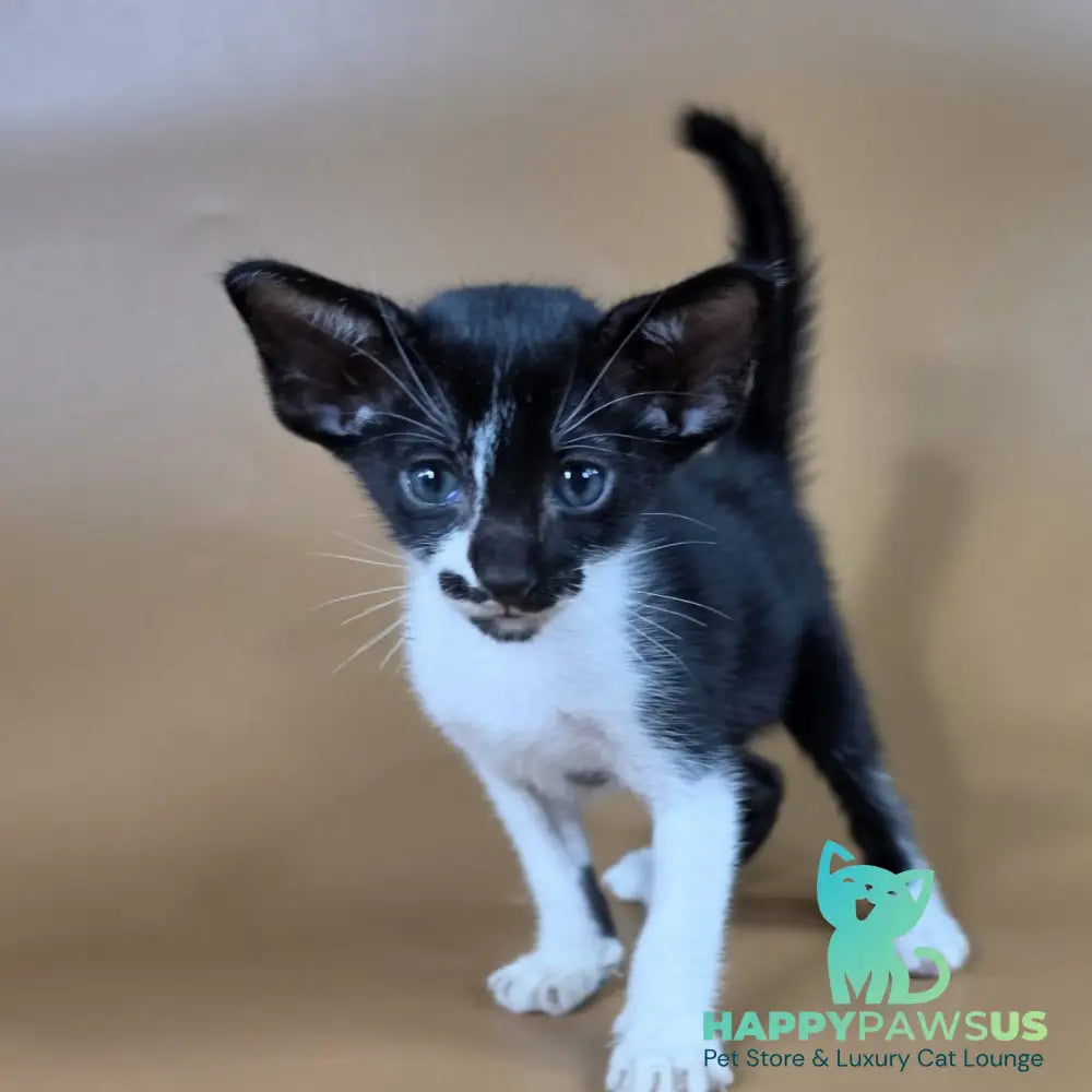 Dreamcake Oriental Shorthair female black bicolour - live animals