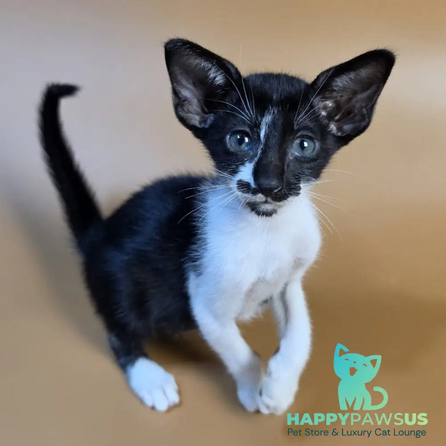 Dreamcake Oriental Shorthair female black bicolour - live animals