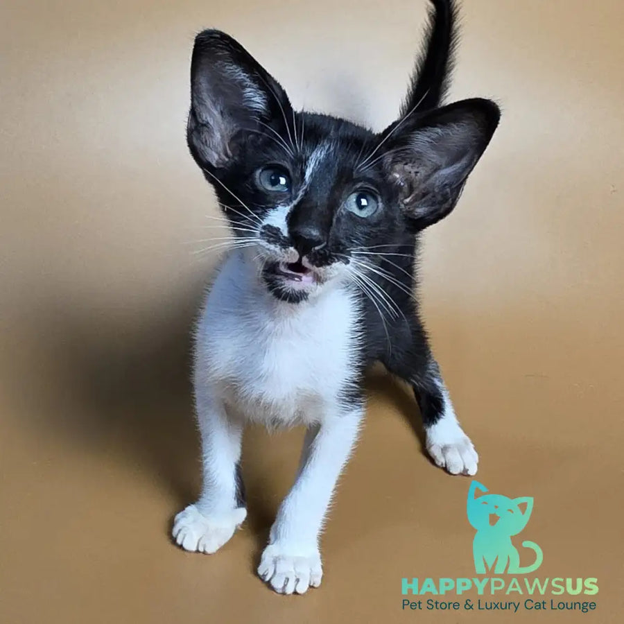 Dreamcake Oriental Shorthair female black bicolour - live animals