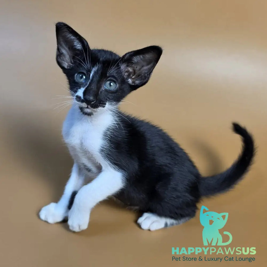 Dreamcake Oriental Shorthair female black bicolour - live animals