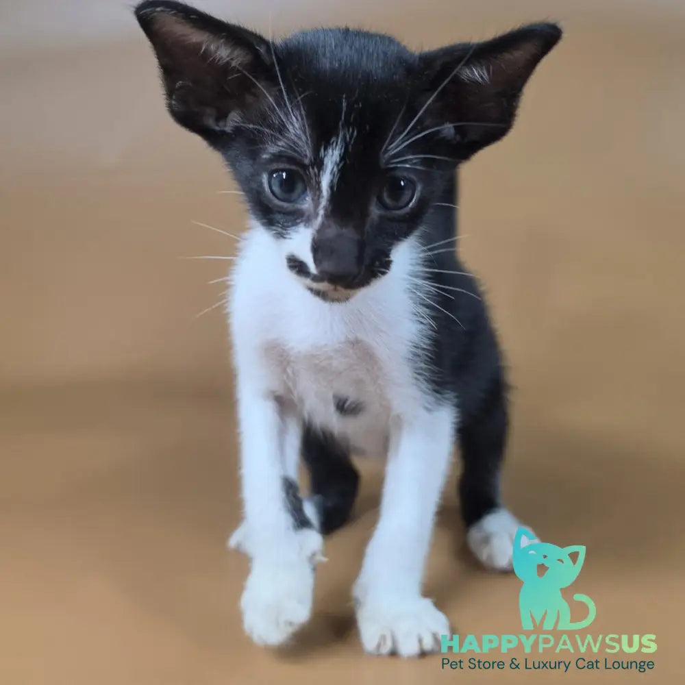 Dreamcake Oriental Shorthair female black bicolour - live animals