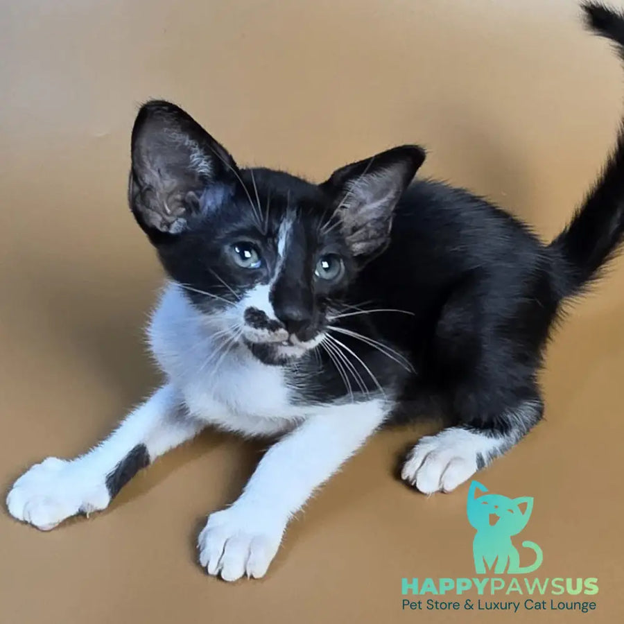 Dreamcake Oriental Shorthair female black bicolour - live animals