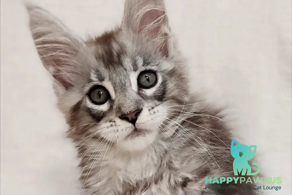 Drheyk Maine Coon male black silver tabby - live animals