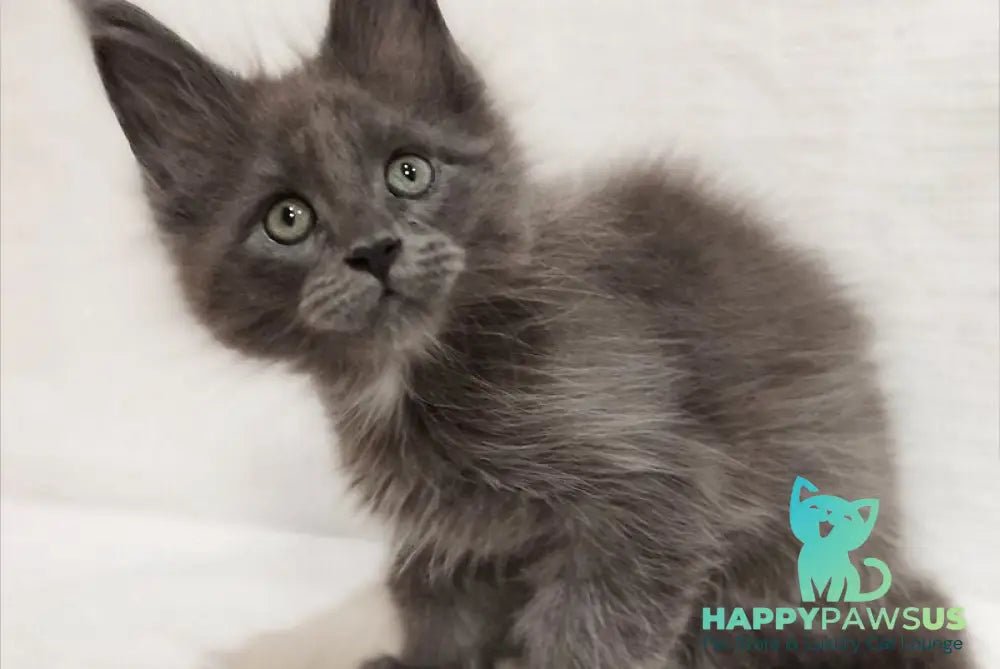 Drhonik Maine Coon male blue silver with white - live animals