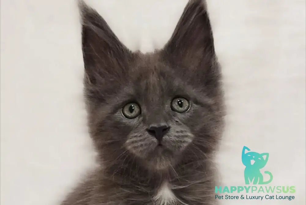 Drhonik Maine Coon male blue silver with white - live animals