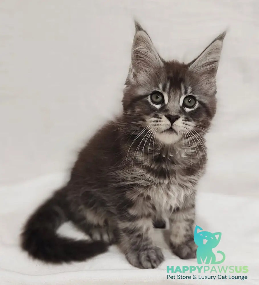 Drive Maine Coon male black silver tabby - live animals
