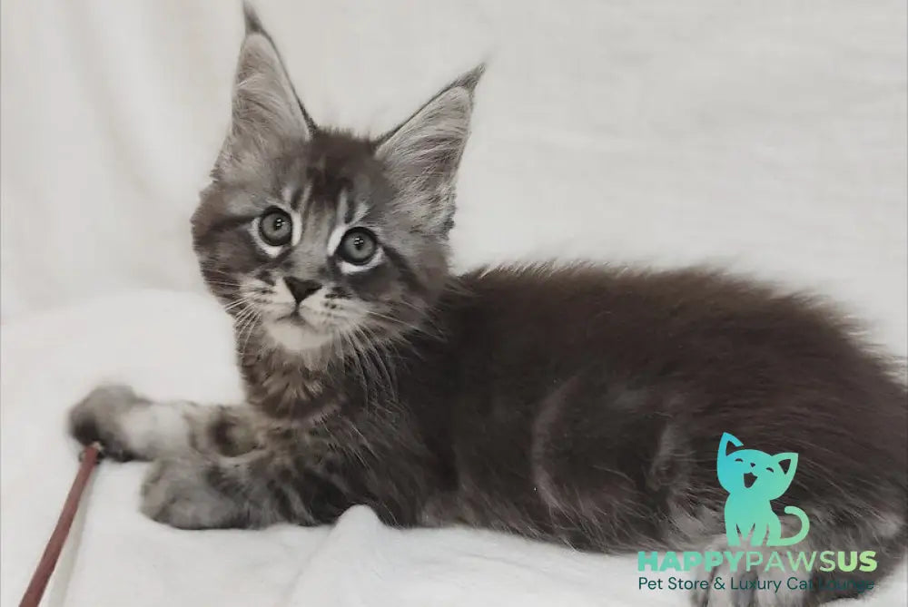 Drive Maine Coon male black silver tabby - live animals