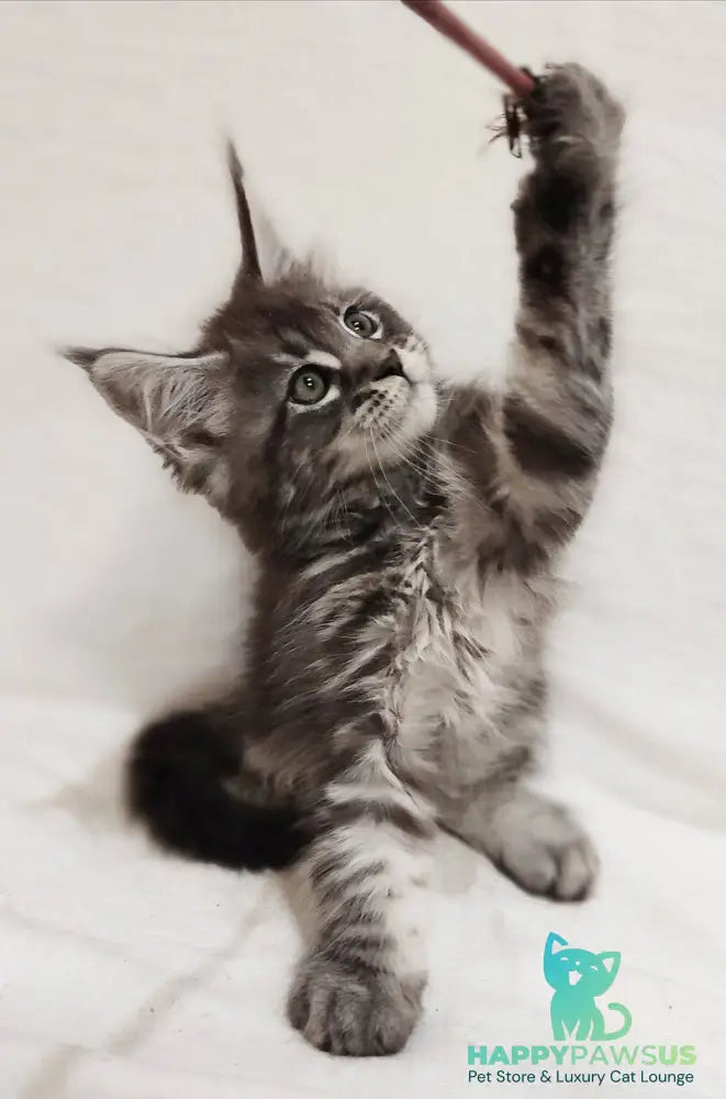 Drive Maine Coon male black silver tabby - live animals
