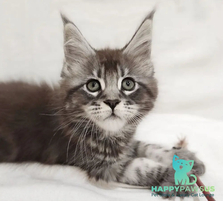 Drive Maine Coon male black silver tabby - live animals