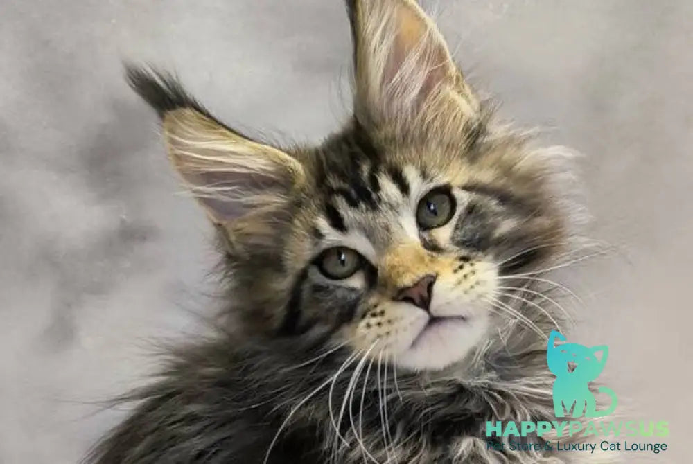 Drogo Maine Coon male black with white tabby live animals