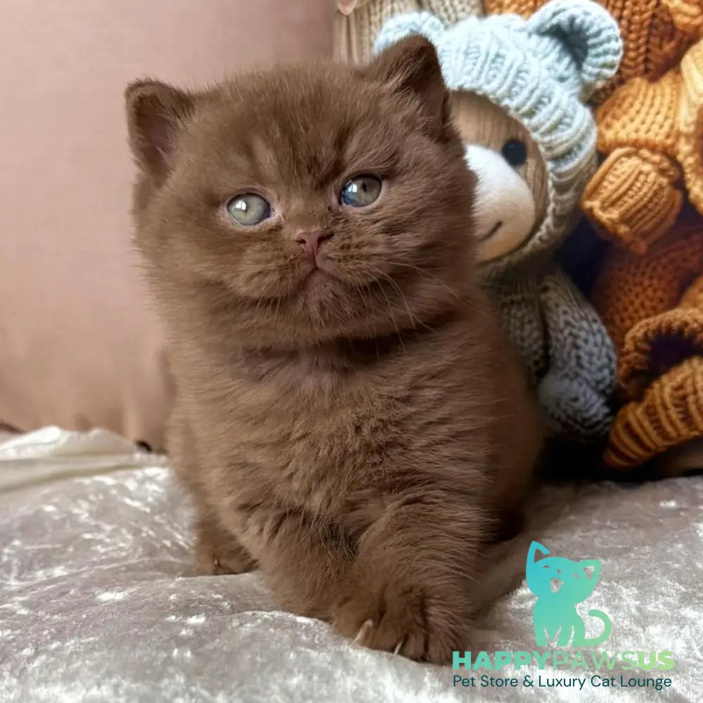 Ducati British Shorthair female cinnamon - live animals