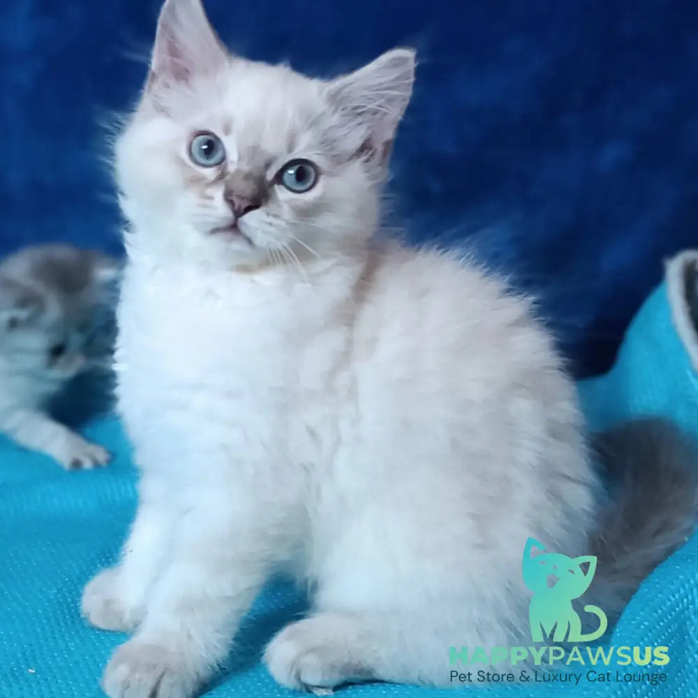 Duglas Siberian male blue tabby pointed - live animals
