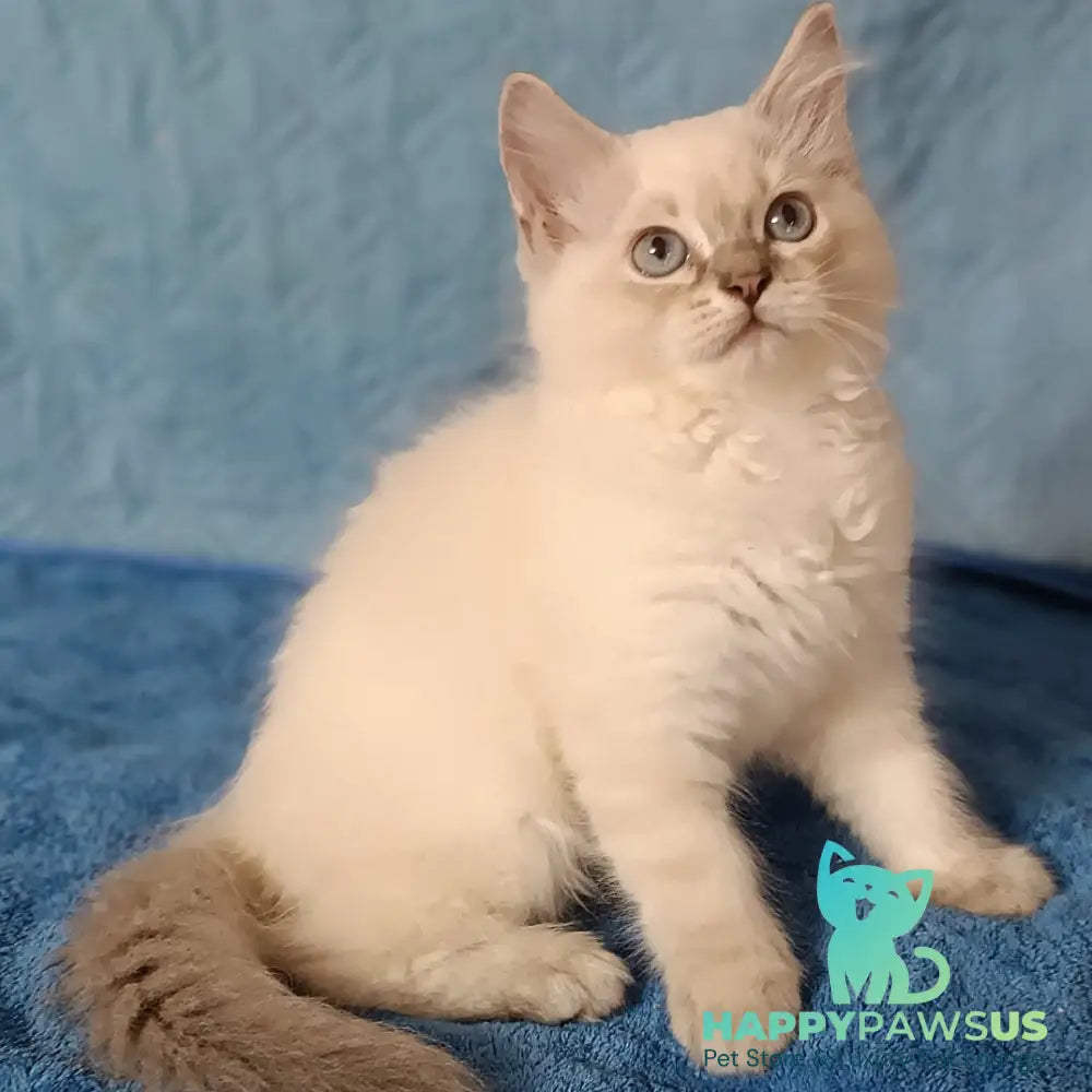 Duglas Siberian male blue tabby pointed - live animals