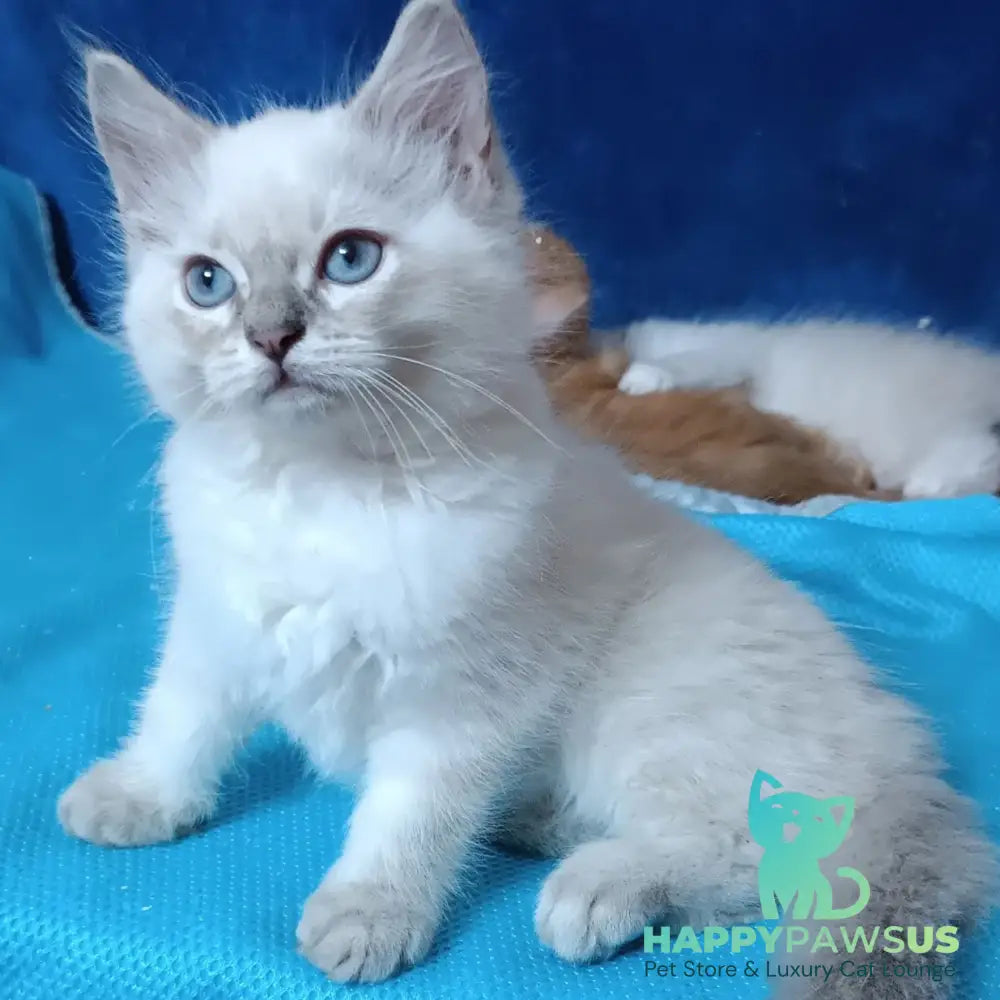 Duglas Siberian male blue tabby pointed - live animals