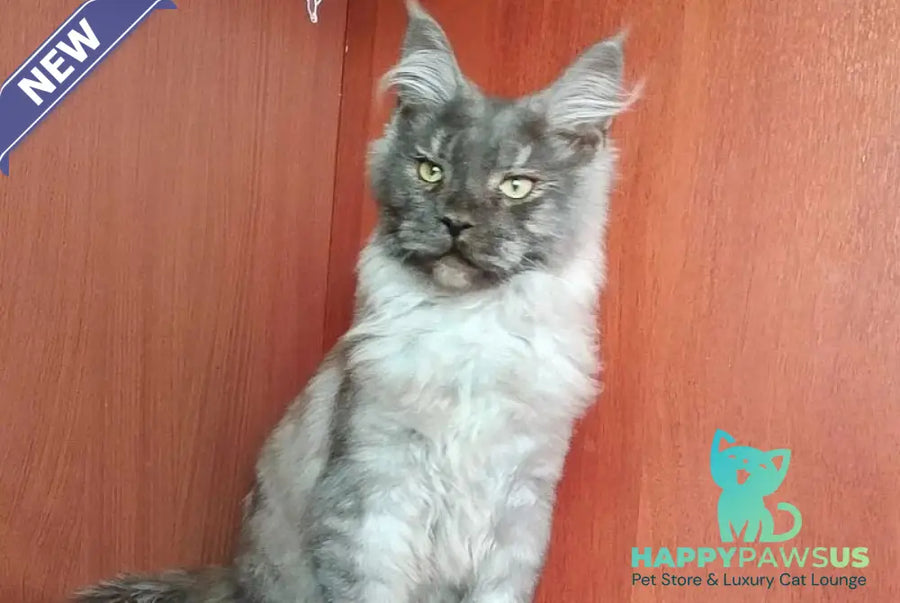 Duke Maine Coon male black silver - live animals