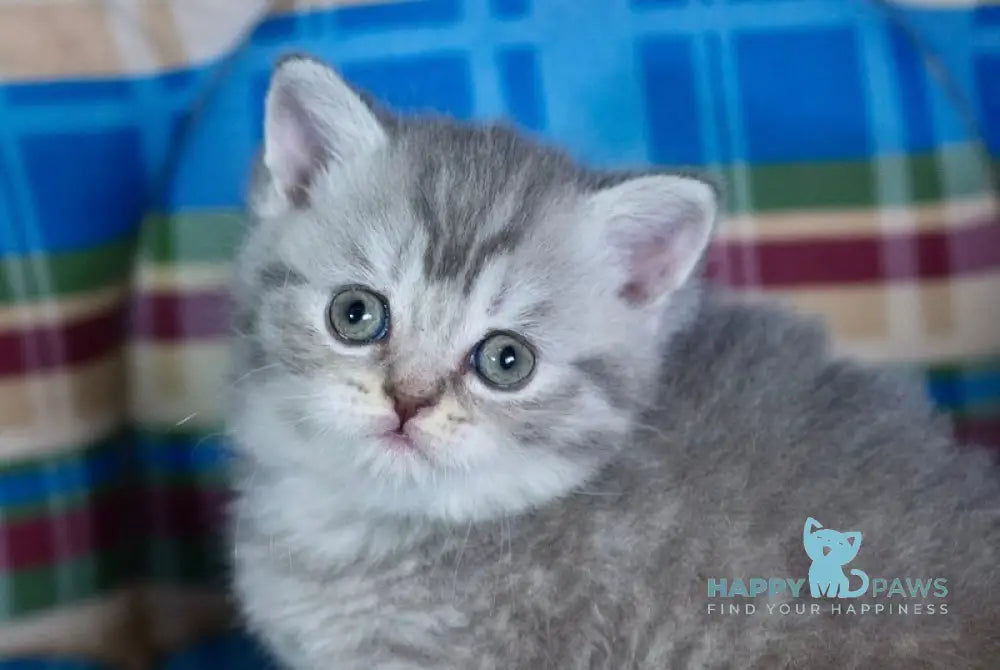 Dulcenia Scottish Straight female blue spotted tabby live animals