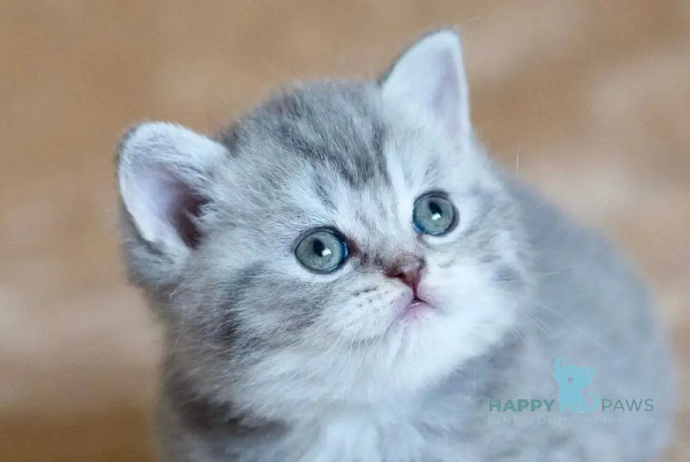 Dulcenia Scottish Straight female blue spotted tabby live animals