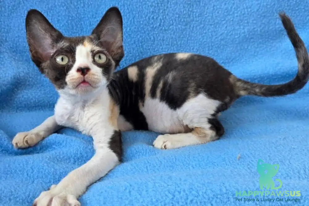 Dulcinea Devon Rex female black tortie bicolour - live animals