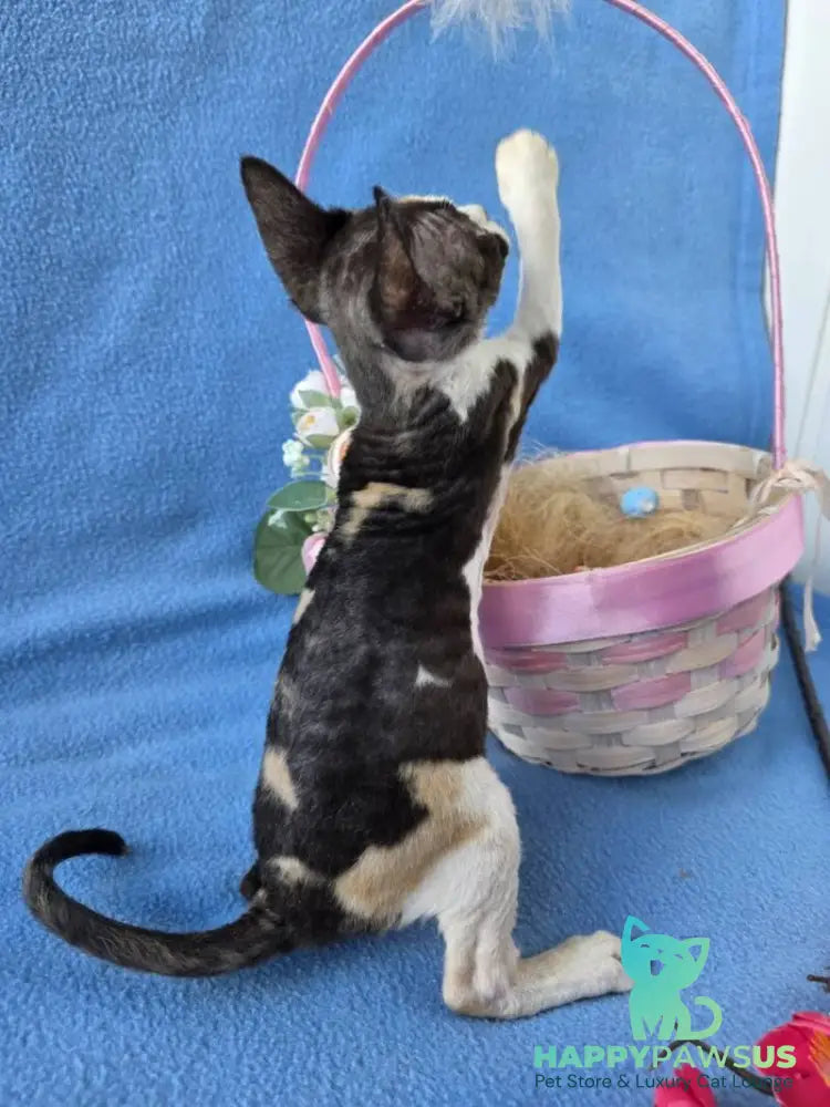 Dulcinea Devon Rex female black tortie bicolour - live animals