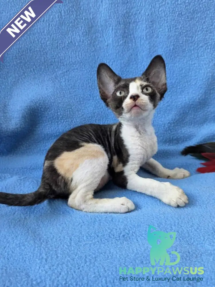 Dulcinea Devon Rex female black tortie bicolour - live animals