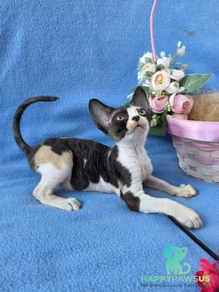 Dulcinea Devon Rex female black tortie bicolour - live animals