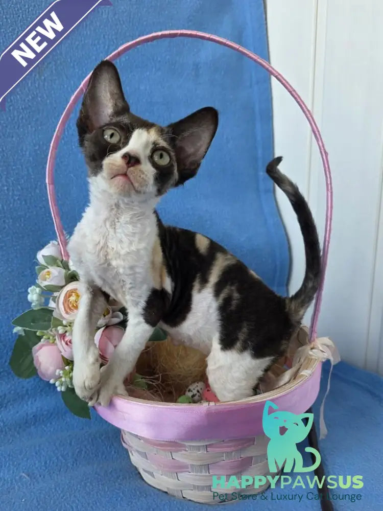 Dulcinea Devon Rex female black tortie bicolour - live animals