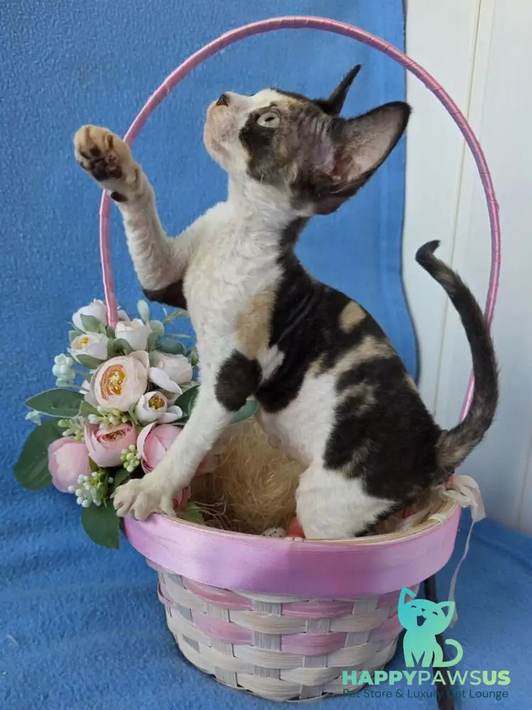 Dulcinea Devon Rex female black tortie bicolour - live animals