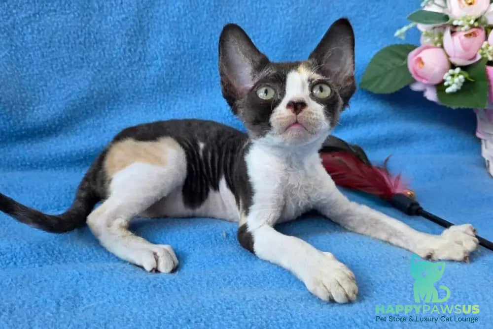 Dulcinea Devon Rex female black tortie bicolour - live animals