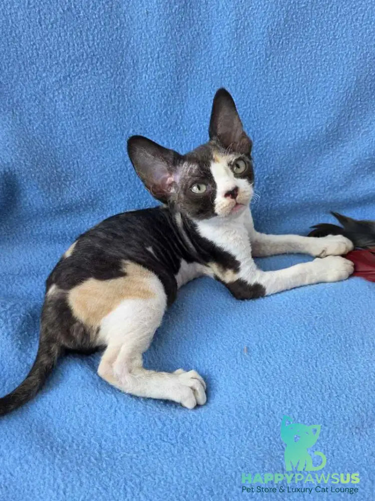 Dulcinea Devon Rex female black tortie bicolour - live animals