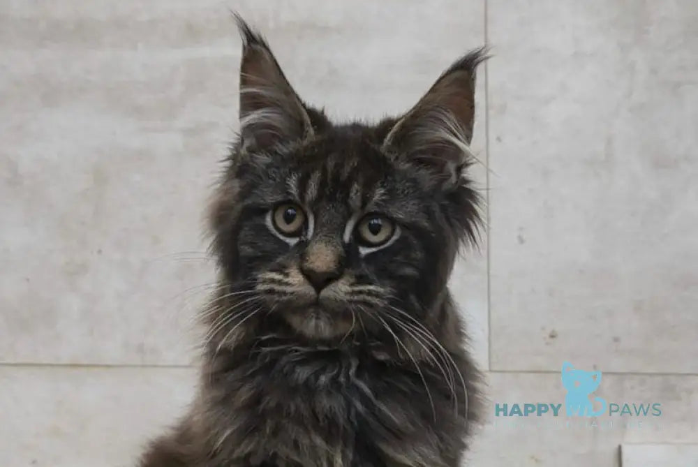 Dunai Maine Coon male black tabby live animals