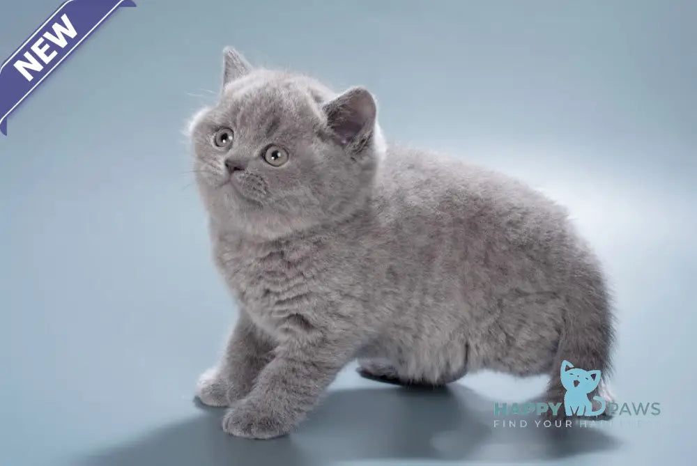 Duncan British Shorthair male blue live animals