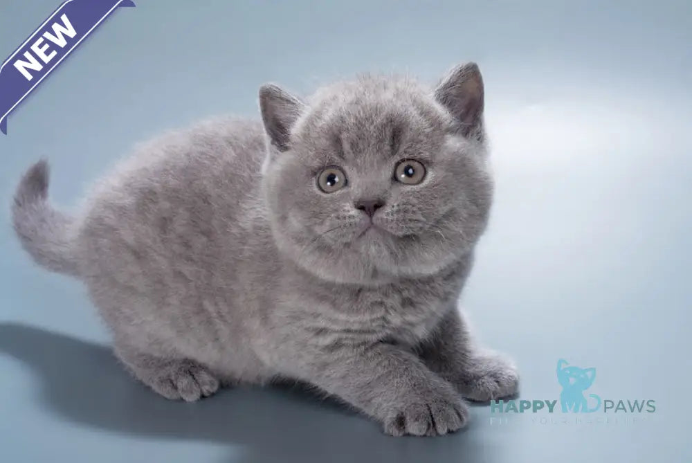 Duncan British Shorthair male blue live animals
