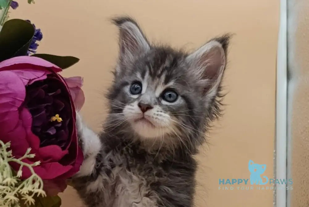 Duncan Maine Coon male blue silver tabby live animals