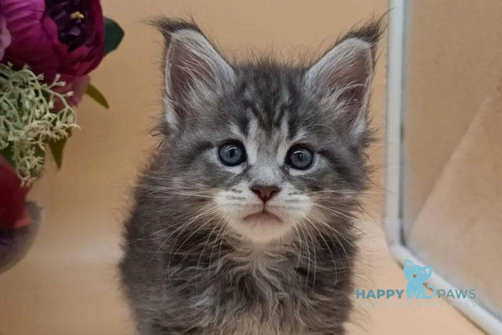 Duncan Maine Coon male blue silver tabby live animals