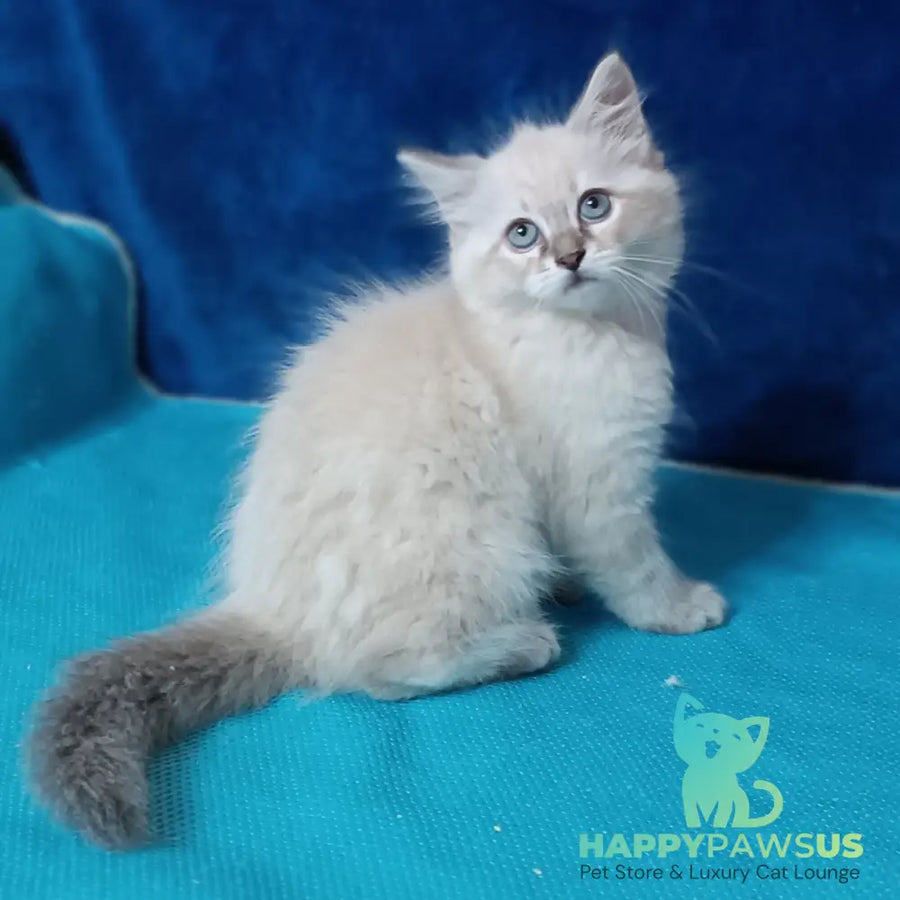 Duncan Siberian male blue tabby pointed - live animals