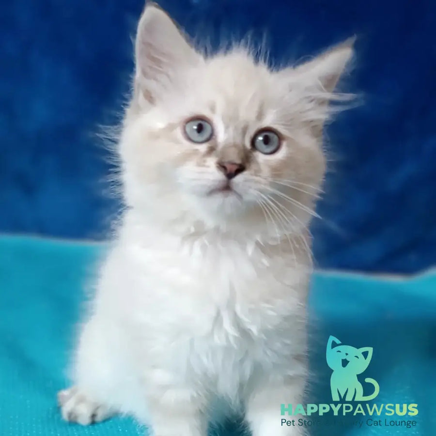 Duncan Siberian male blue tabby pointed - live animals