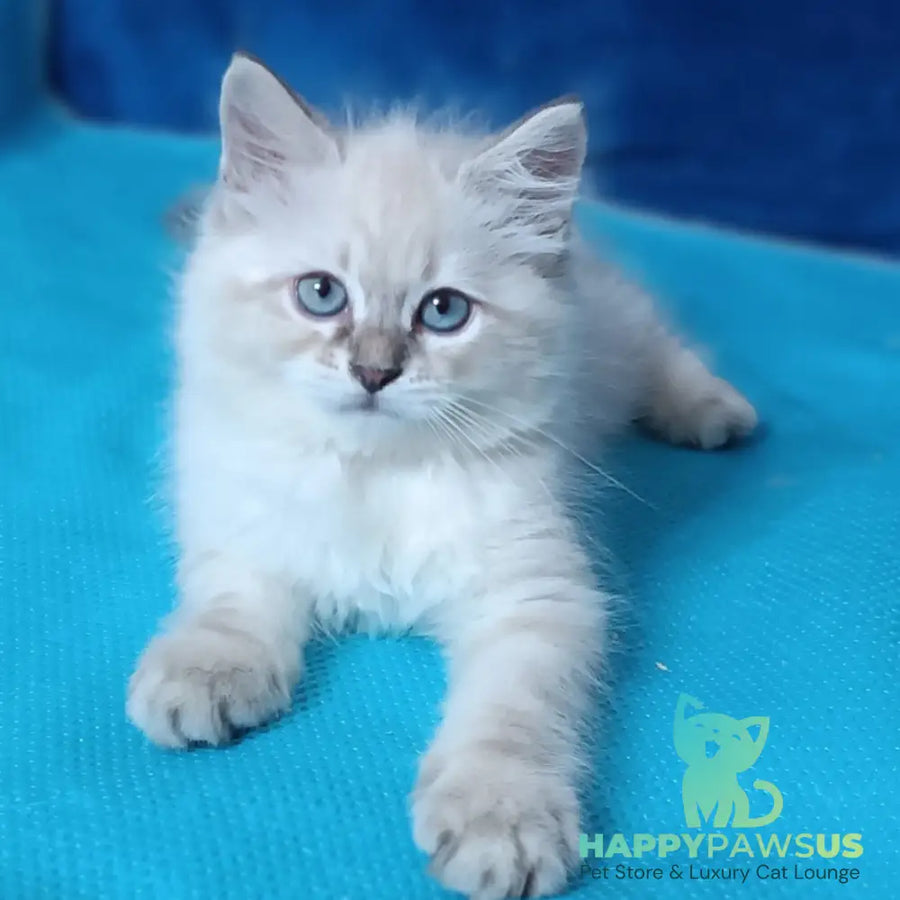 Duncan Siberian male blue tabby pointed - live animals