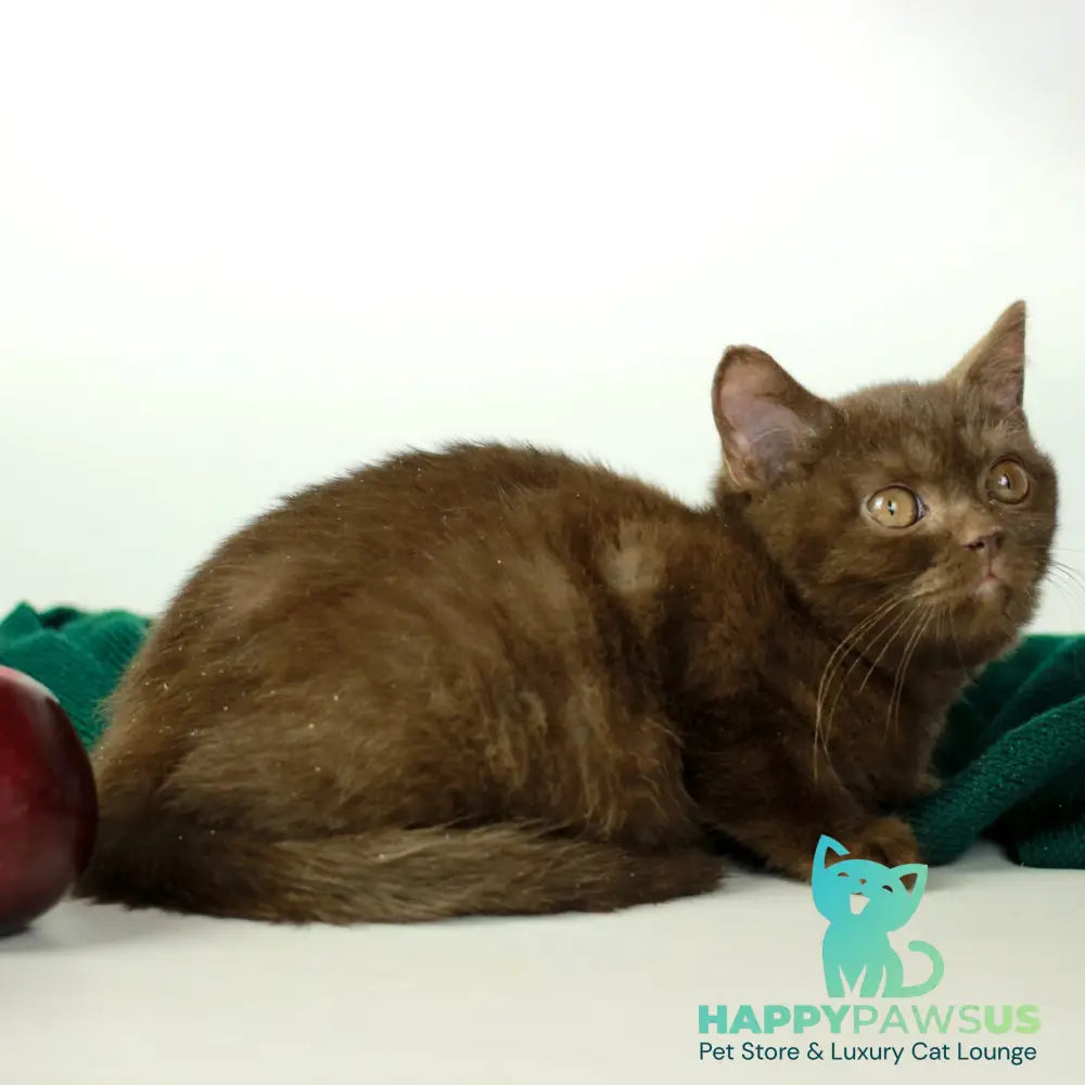 Dunkan British Shorthair male chocolate - live animals