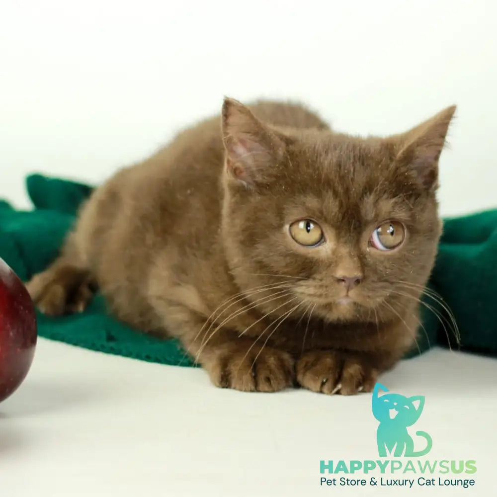 Dunkan British Shorthair male chocolate - live animals