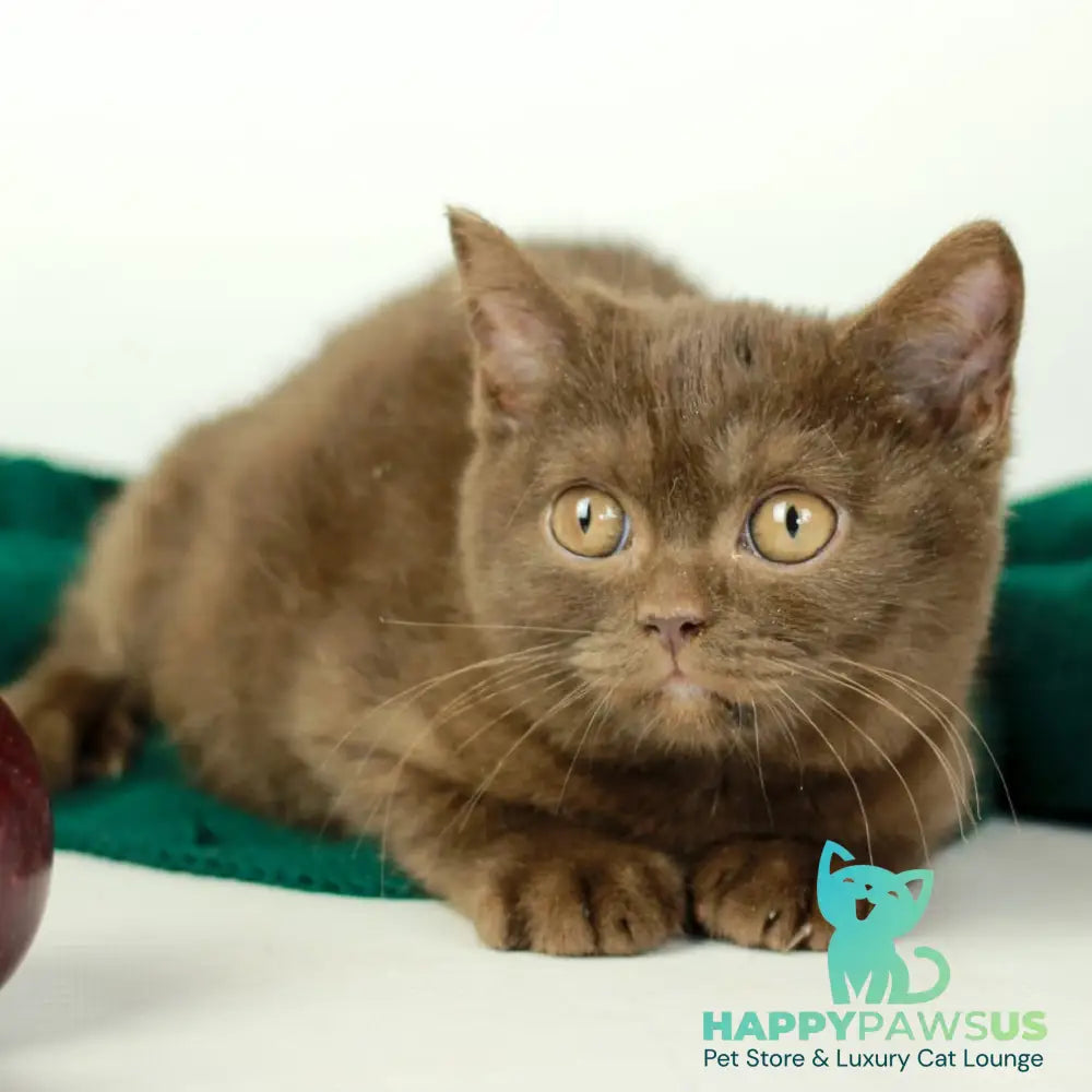 Dunkan British Shorthair male chocolate - live animals