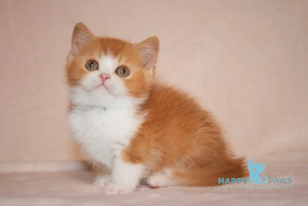 Dunkan British Shorthair male red bicolor live animals