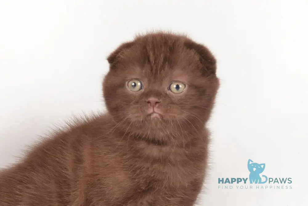 Dunkan Scottish Fold male chocolate live animals