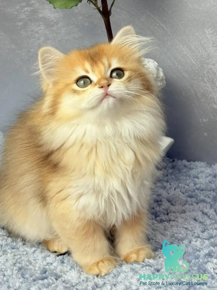 Dusha Scottish Straight female black golden shaded - live animals